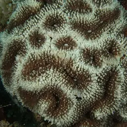 Lobed Cactus Coral, photo 9