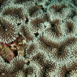 Lobed Cactus Coral, photo 10