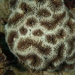 Lobed Cactus Coral, photo 11