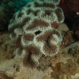 Lobed Cactus Coral, photo 12