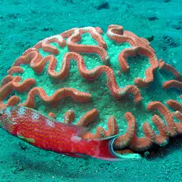 Sinuous Cup Coral