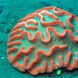 Sinuous Cup Coral, photo 2