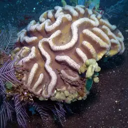 Sinuous Cup Coral, photo 3