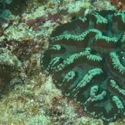 Sinuous Cup Coral, photo 4