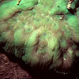 Sinuous Cup Coral, photo 5
