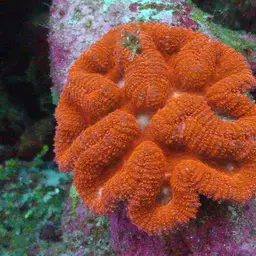 Sinuous Cup Coral, photo 6