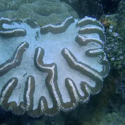Sinuous Cup Coral, photo 7