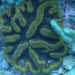 Sinuous Cup Coral, photo 8