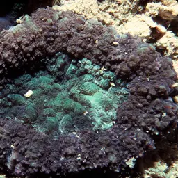 Sinuous Cup Coral, photo 10