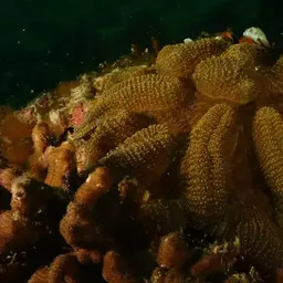 Sinuous Cup Coral, photo 11