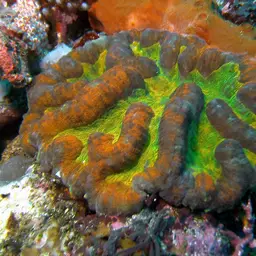 Sinuous Cup Coral, photo 12