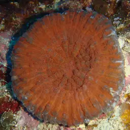 Doughnut Coral