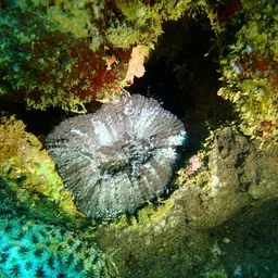 Doughnut Coral, photo 2