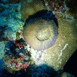 Doughnut Coral, photo 3
