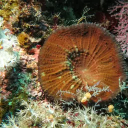Doughnut Coral, photo 4