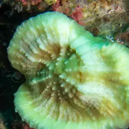 Doughnut Coral, photo 5