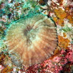 Doughnut Coral, photo 6