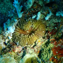 Doughnut Coral, photo 7