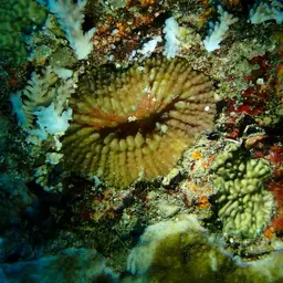 Doughnut Coral, photo 8