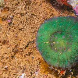 Doughnut Coral, photo 9