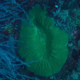 Doughnut Coral, photo 10