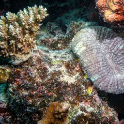 Doughnut Coral, photo 11