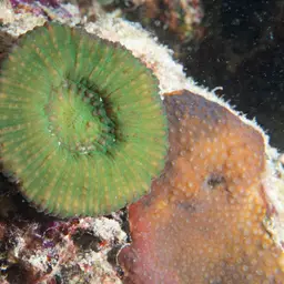 Doughnut Coral, photo 12