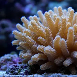 Leather Coral