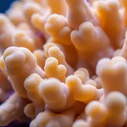 Leather Coral