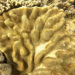 Finger Leather, photo 3