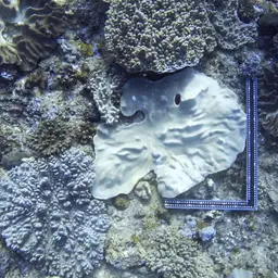 Leather Coral, photo 1
