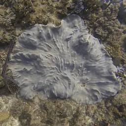 Leather Coral, photo 2
