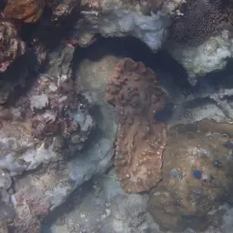 Leather Coral, photo 3