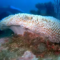 Leather Coral, photo 4