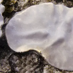 Leather Coral, photo 5