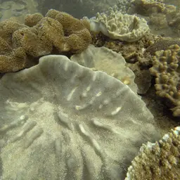 Leather Coral, photo 7