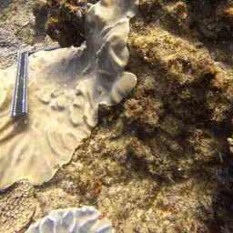 Leather Coral, photo 8