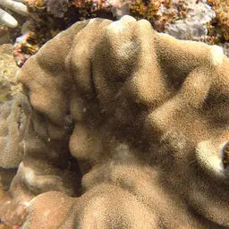 Leather Coral, photo 9