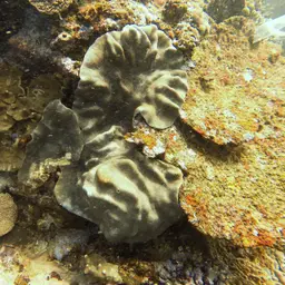 Leather Coral, photo 10