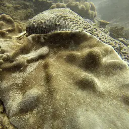 Leather Coral, photo 11
