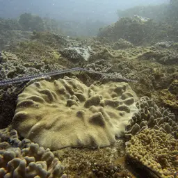Leather Coral, photo 12