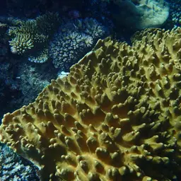 Leather Coral, photo 1