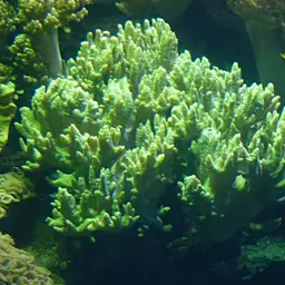 Leather Coral, photo 2