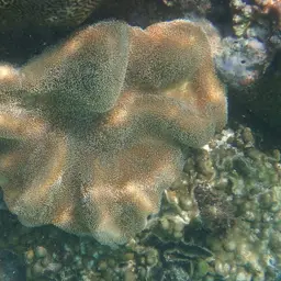 Leather Coral, photo 1