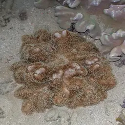 Dimorphic Soft-coral