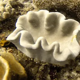 Dimorphic Soft-coral, photo 2
