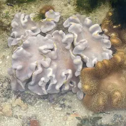 Dimorphic Soft-coral, photo 3