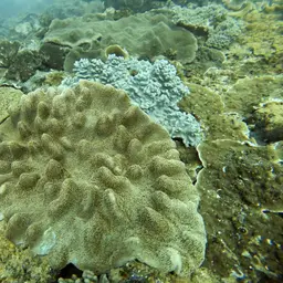 Dimorphic Soft-coral, photo 4
