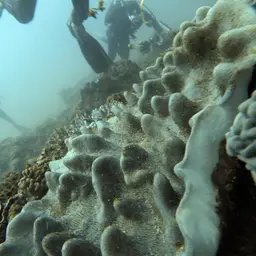 Dimorphic Soft-coral, photo 5