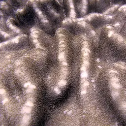 Dimorphic Soft-coral, photo 6